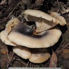 Omphalotus nidiformis at Cotter River, ACT - 27 Apr 2017