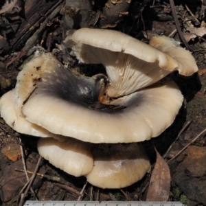 Omphalotus nidiformis at Cotter River, ACT - 27 Apr 2017