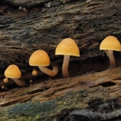 Gymnopilus sp. (Gymnopilus) at Namadgi National Park - 27 Apr 2017 by KenT