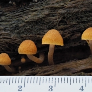 Gymnopilus sp. at Cotter River, ACT - 27 Apr 2017 11:56 AM