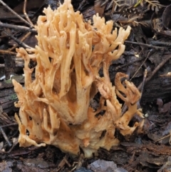 Ramaria sp. (A Coral fungus) at Namadgi National Park - 27 Apr 2017 by KenT