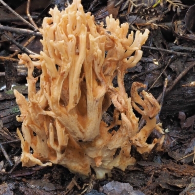 Ramaria sp. (A Coral fungus) at Cotter River, ACT - 27 Apr 2017 by KenT
