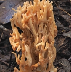 Ramaria sp. at Cotter River, ACT - 27 Apr 2017 11:04 AM