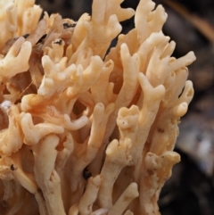 Ramaria sp. at Cotter River, ACT - 27 Apr 2017