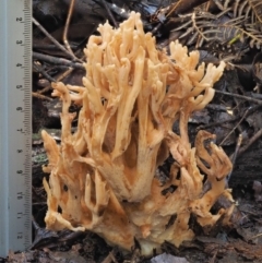 Ramaria sp. at Cotter River, ACT - 27 Apr 2017