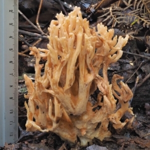 Ramaria sp. at Cotter River, ACT - 27 Apr 2017