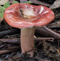 Russula sp. (genus) (Russula) at Cotter River, ACT - 27 Apr 2017 by KenT