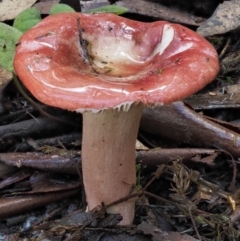 Russula sp. (Russula) at Cotter River, ACT - 27 Apr 2017 by KenT