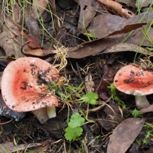 Russula sp. (genus) at Cotter River, ACT - 27 Apr 2017 01:58 PM