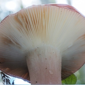 Russula sp. (genus) at Cotter River, ACT - 27 Apr 2017 01:58 PM