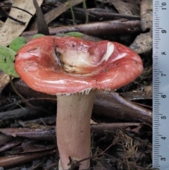 Russula sp. at Cotter River, ACT - 27 Apr 2017