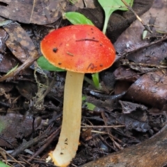 Amanita xanthocephala (Vermilion grisette) at Namadgi National Park - 27 Apr 2017 by KenT