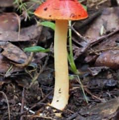 Amanita xanthocephala at Cotter River, ACT - 27 Apr 2017 01:59 PM