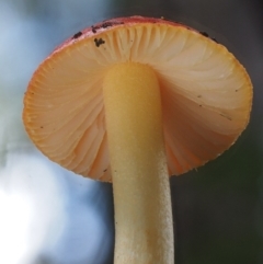 Amanita xanthocephala at Cotter River, ACT - 27 Apr 2017 01:59 PM