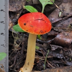 Amanita xanthocephala at Cotter River, ACT - 27 Apr 2017 01:59 PM