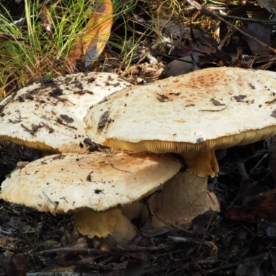 Amanita ochrophylla group at Cotter River, ACT - 27 Apr 2017 by KenT
