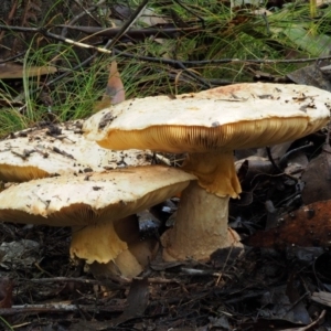 Amanita ochrophylla group at Cotter River, ACT - 27 Apr 2017 09:33 AM