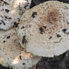 Amanita ochrophylla group at Cotter River, ACT - 27 Apr 2017