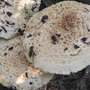 Amanita ochrophylla group at Cotter River, ACT - 27 Apr 2017 09:33 AM