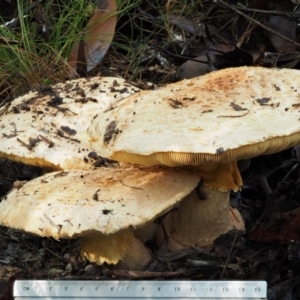 Amanita ochrophylla group at Cotter River, ACT - 27 Apr 2017 09:33 AM