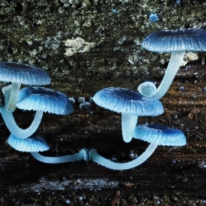 Mycena interrupta at Cotter River, ACT - 27 Apr 2017 09:32 AM