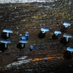 Mycena interrupta at Cotter River, ACT - 27 Apr 2017