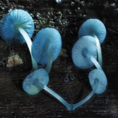 Mycena interrupta at Cotter River, ACT - 27 Apr 2017 09:32 AM