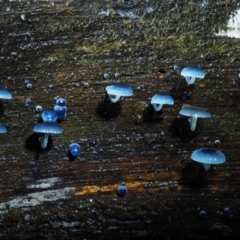 Mycena interrupta at Cotter River, ACT - 27 Apr 2017 09:32 AM