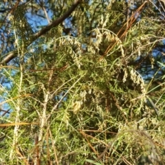 Cassinia sifton (Sifton Bush, Chinese Shrub) at Isaacs Ridge and Nearby - 7 May 2017 by Mike