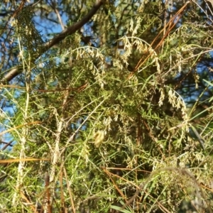 Cassinia sifton at Jerrabomberra, ACT - 7 May 2017 03:27 PM