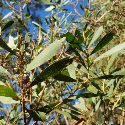 Acacia longifolia subsp. longifolia (Sydney Golden Wattle) at Isaacs Ridge and Nearby - 7 May 2017 by Mike