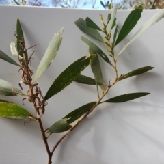 Acacia longifolia subsp. longifolia at Jerrabomberra, ACT - 7 May 2017 03:29 PM