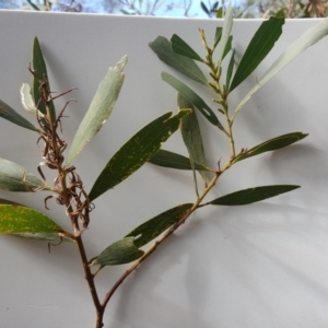 Acacia longifolia subsp. longifolia at Jerrabomberra, ACT - 7 May 2017