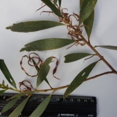 Acacia longifolia subsp. longifolia at Jerrabomberra, ACT - 7 May 2017 03:29 PM