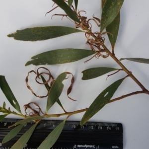 Acacia longifolia subsp. longifolia at Jerrabomberra, ACT - 7 May 2017