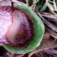 Corysanthes hispida (Bristly Helmet Orchid) at Mount Jerrabomberra - 6 May 2017 by roachie