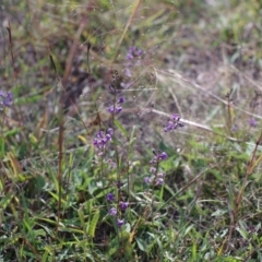 Glycine tabacina (Variable Glycine) at Gundaroo Cemetery - 8 Apr 2017 by HipBookfairy