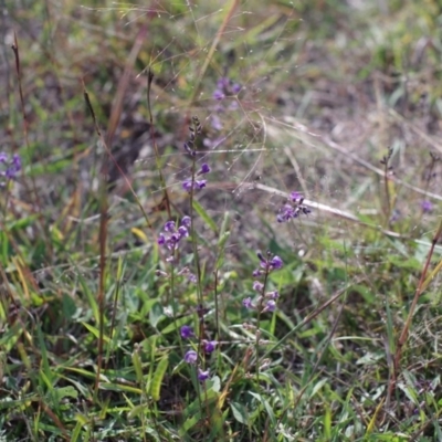 Glycine tabacina (Variable Glycine) at Gundaroo Cemetery - 8 Apr 2017 by HipBookfairy