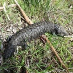 Tiliqua rugosa (Shingleback Lizard) at Sutton, NSW - 21 Aug 2015 by HipBookfairy