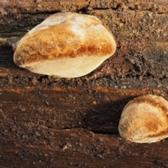 Phellinus sp. (non-resupinate) at Cotter River, ACT - 28 Apr 2017