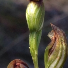 Speculantha rubescens (Blushing Tiny Greenhood) at Burra, NSW - 7 May 2017 by Safarigirl