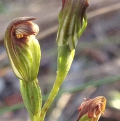 Speculantha rubescens at Burra, NSW - 7 May 2017