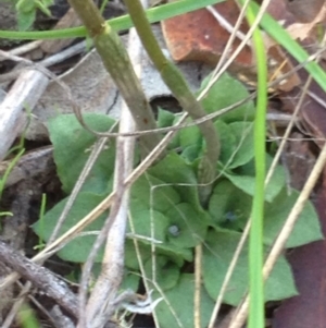 Speculantha rubescens at Burra, NSW - 7 May 2017