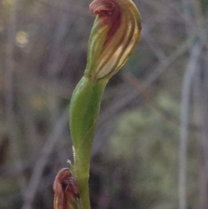 Speculantha rubescens at Burra, NSW - 7 May 2017