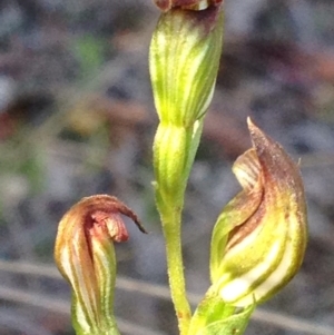 Speculantha rubescens at Burra, NSW - 7 May 2017