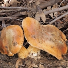 Cortinarius sp. (Cortinarius) at Namadgi National Park - 28 Apr 2017 by KenT