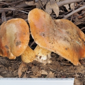 Cortinarius sp. at Coree, ACT - 28 Apr 2017