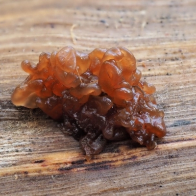Tremella foliacea group (A brown jelly fungus) at Namadgi National Park - 28 Apr 2017 by KenT
