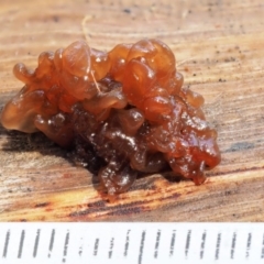 Tremella foliacea group at Coree, ACT - 28 Apr 2017