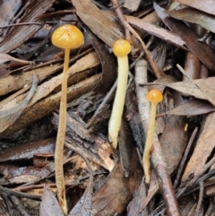 Stropharia sp. (Stropharia) at Namadgi National Park - 28 Apr 2017 by KenT